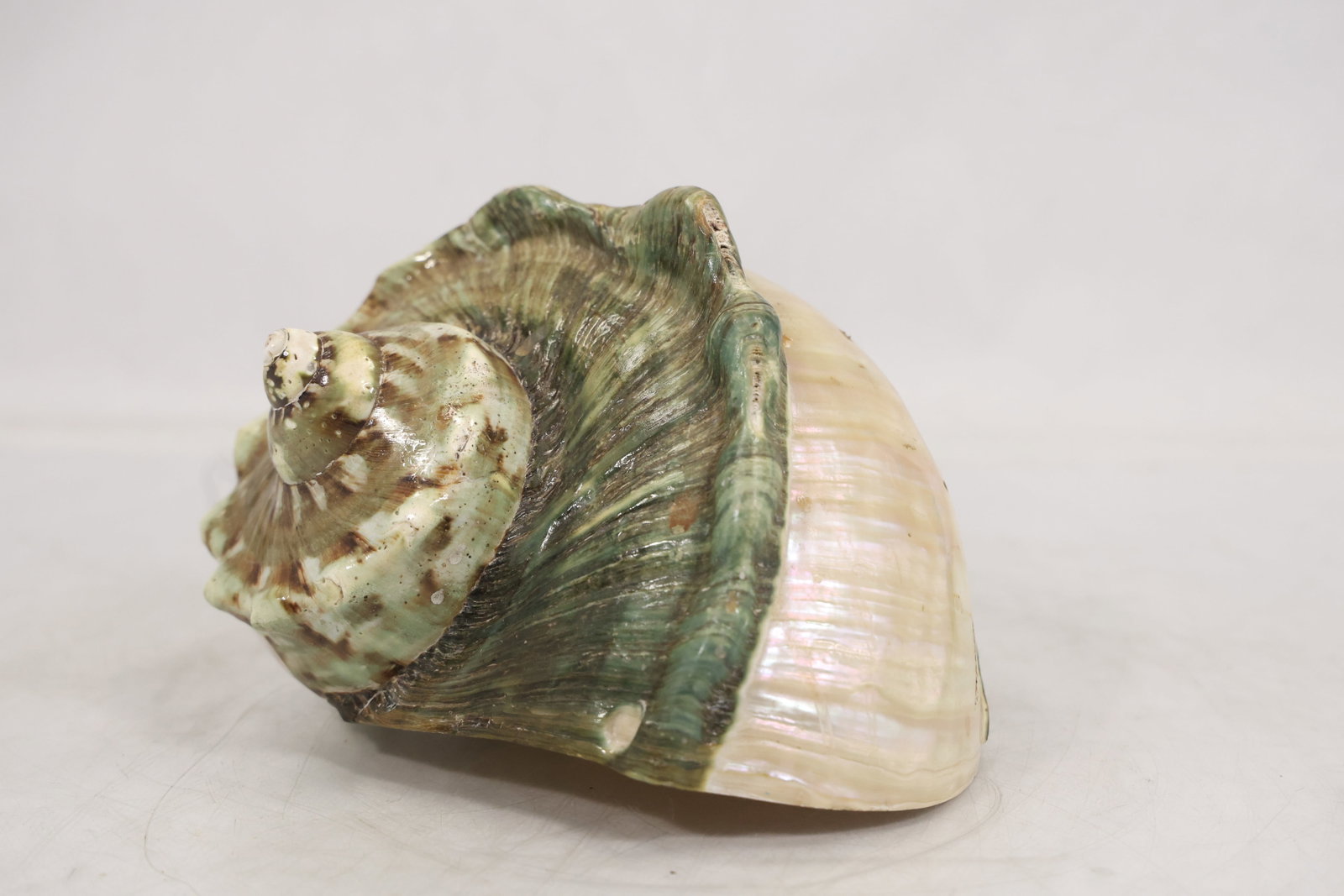Large Natural Turbo Sea Conch Shell (1 of 12)