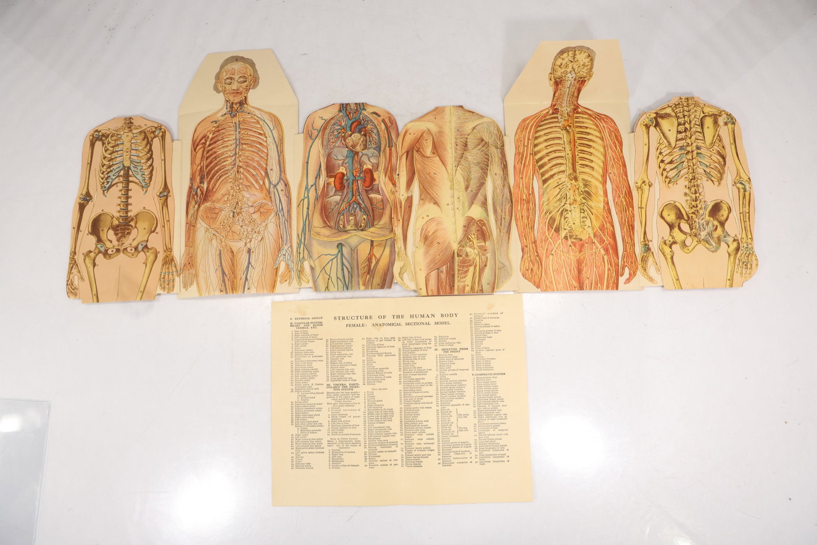 Anatomical Flap Chart Set Structure of the Human Body Female Sectional Model Educational Prints: Group of printed anatomical flap charts depicting the human body with layered panels designed to reveal internal structures. The set includes multiple figure sheets showing skeletal muscular circulato