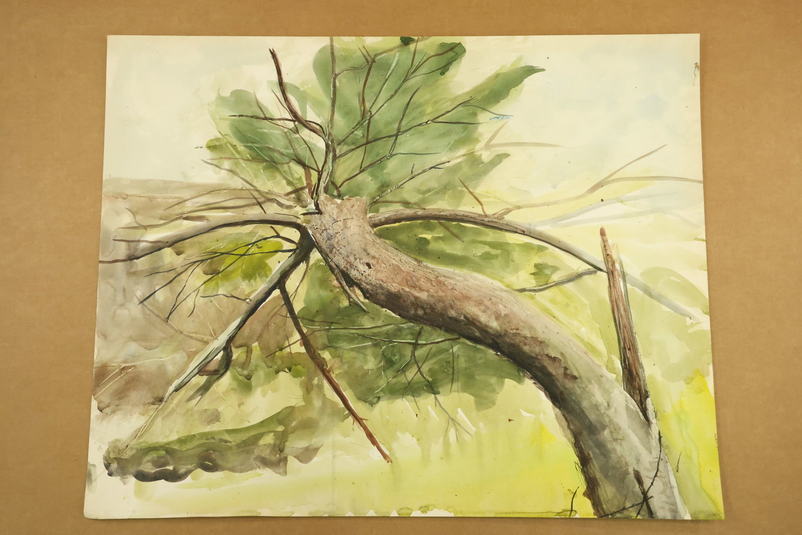 Branching Tree Watercolor Attributed to Franklin Shores: Watercolor on paper showing an upward view along a broad curving tree trunk into fine branches and green foliage. Brown and gray bark textures contrast with pale yellow green washes. Unsigned in the s