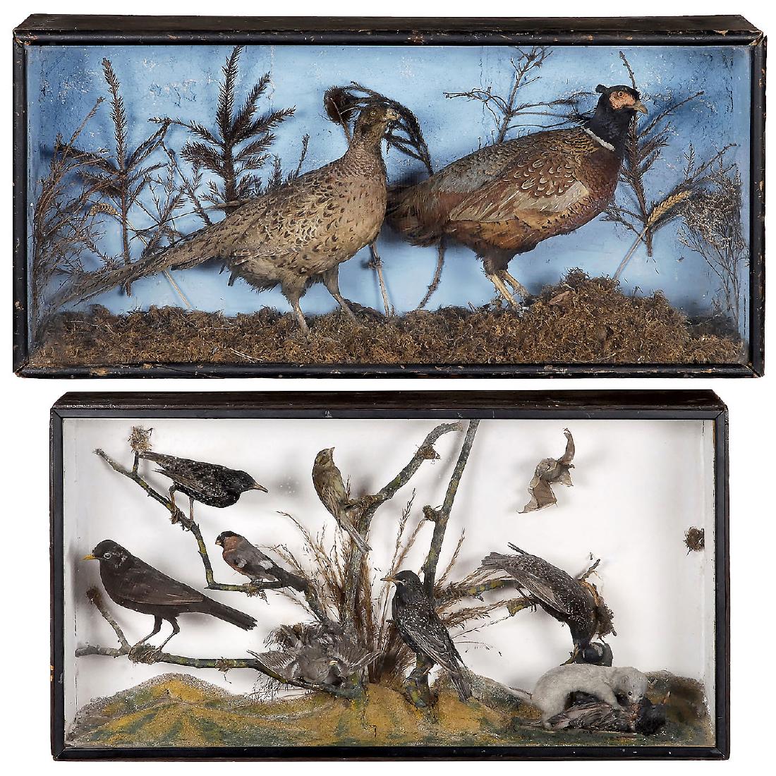 2 European Taxidermy Displays, c. 1920 (1 of 1)