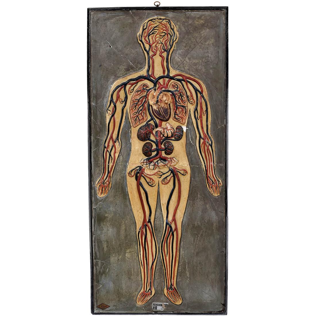 Anatomical Model of the Blood Circulation and the Internal Organs, c. 1880: Anatomical Model of the Blood Circulation and the Internal Organs, c. 1880 Hand-painted plaster, depicting veins and arteries, heart, lungs, liver and kidneys, in wood frame, 34 x 76 cm, slight chippi
