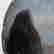 item-113461837=5