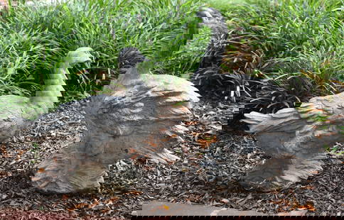 FINE PAIR OF CAST ZINC FIGURAL GARDEN DUCKS: Naturalistic form standing on rocky outcropping. Weathered patina. Height 18 3/4" x 17" Height 15 1/2" x 15"
