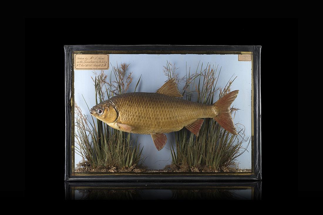 19th-century English art. Diorama with fish J. Cooper: 19th-century English art. Diorama with fish J. Cooper Saint Lukes (cm 30x42) (defects) IT Arte inglese, secolo XIX. Diorama con pesce J. Cooper Saint Lukes, etichetta cartacea (cm 30x42) (difetti)