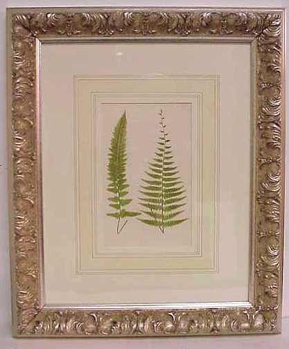 SIX COLORD LITHOGRAPHS OF FERNS BY LOWE, 1880,