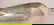 251: TIFFANY & CO STERLING SILVER SERVER (MONOGRAMMED) - 3