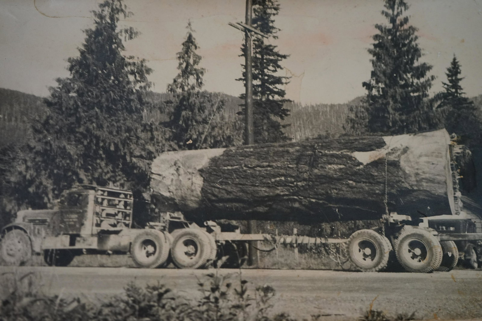 old phot of a truck with a tree: rare large photo