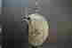 item-129745006=10