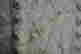 item-129745006=16