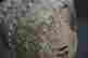 item-129745006=5