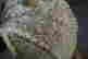 item-129745006=6
