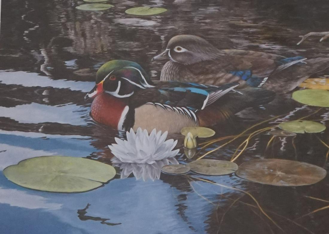 WOOD DUCKS ,CONSERVATION EDITION 1997 RON VAN GILDER (1 of 8)