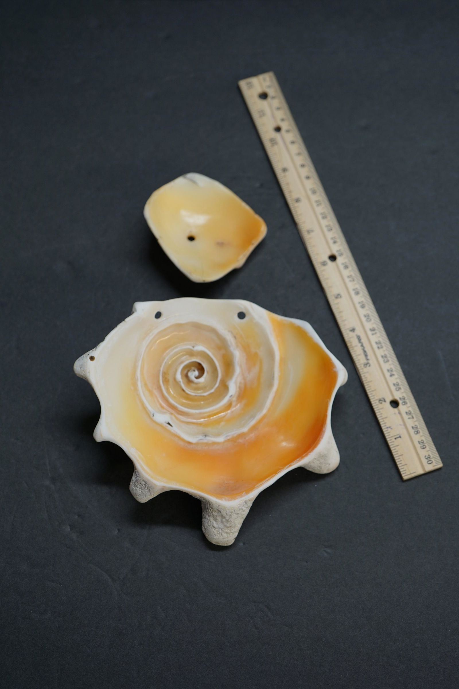 LOT OF 2 SHELL , NATIVE , SOUTH FLORIDA , EX DR RAWLITTE (1 of 6)