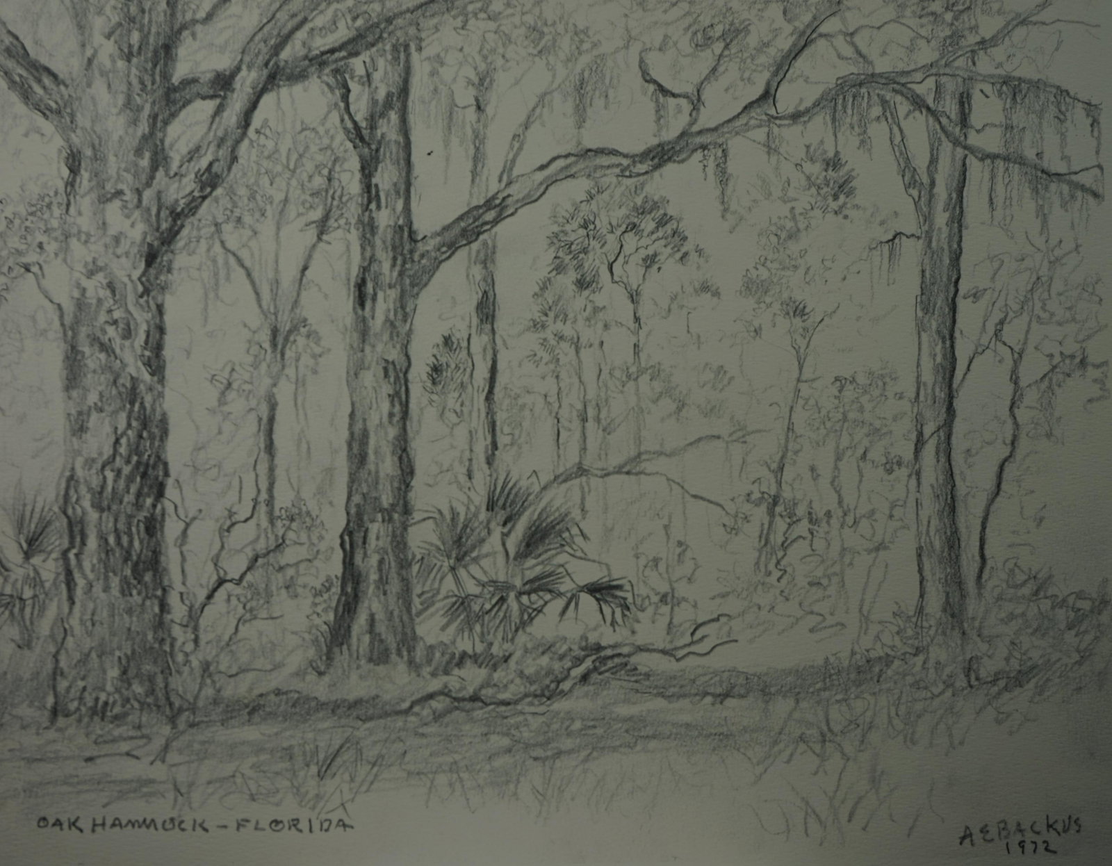 Albert Ernest (Beanie) Backus (American, 1906-1990) ,print , "Oak Hammock,Florida (1 of 5)