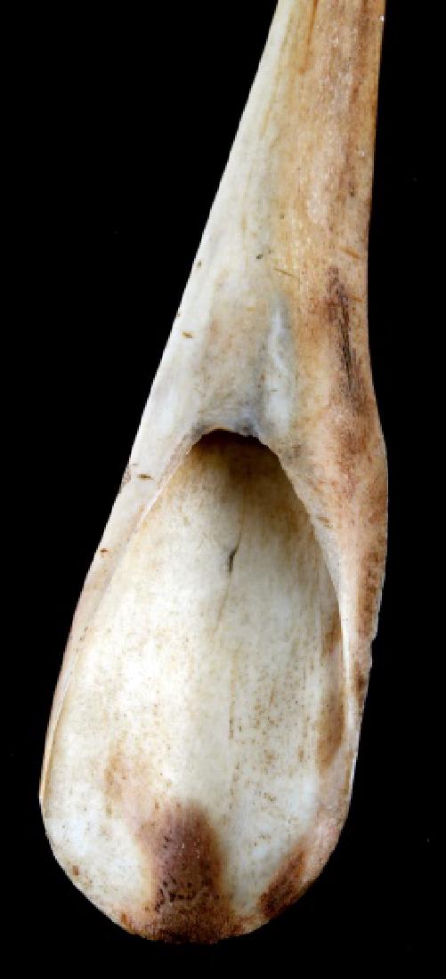 FISH JAW BONE ANTIQUE VICTORIAN LADY SCRIMSHAW: Measures 12.5 inches, most likely a pike of gar bone.