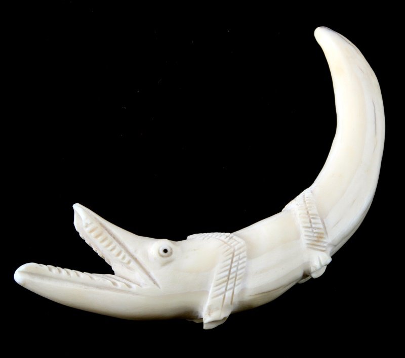 POLISHED BOAR OR WART HOG TUSK ALLIGATOR: On the curve measures 6 1/2 inches.