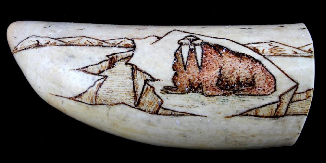 ANTIQUE 19TH CENTURY SCRIMSHAW WALRUS ON ICE: Measures 6.5 inches along the curve with a weight of 362 grams. Provenance Ex: Maurice Berger, Baton Rouge collection. We cannot ship international and please know your state laws prior to bidding.