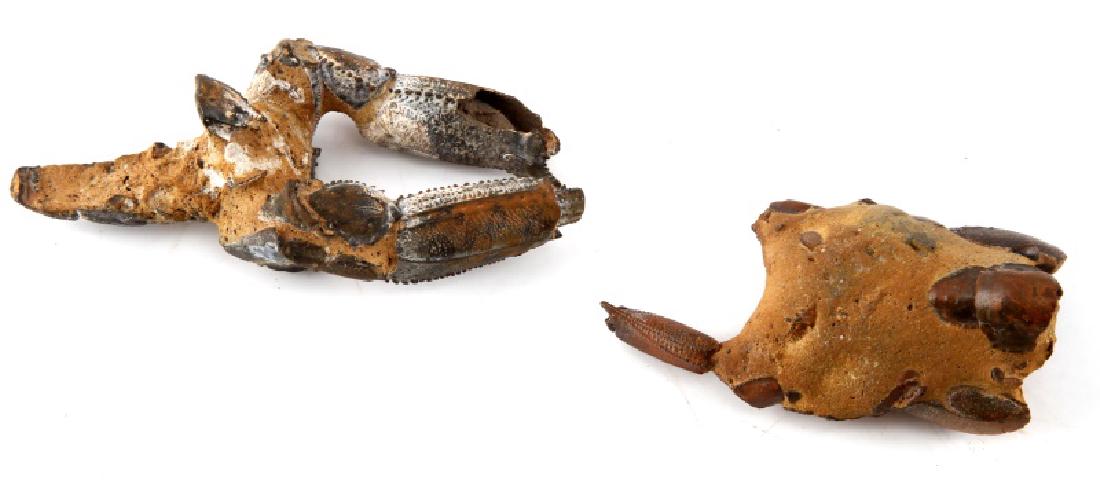 2 FOSSILIZED ROCK LOBSTER HOLOCENE LOT AUSTRALIA: These measure approx. 2 1/2" - 3" each. Fossilized crabs from Australia believed to be several million years old. Found at Gunn Point, Darwin, Northern Territory, Australia. Come in riker mount case.