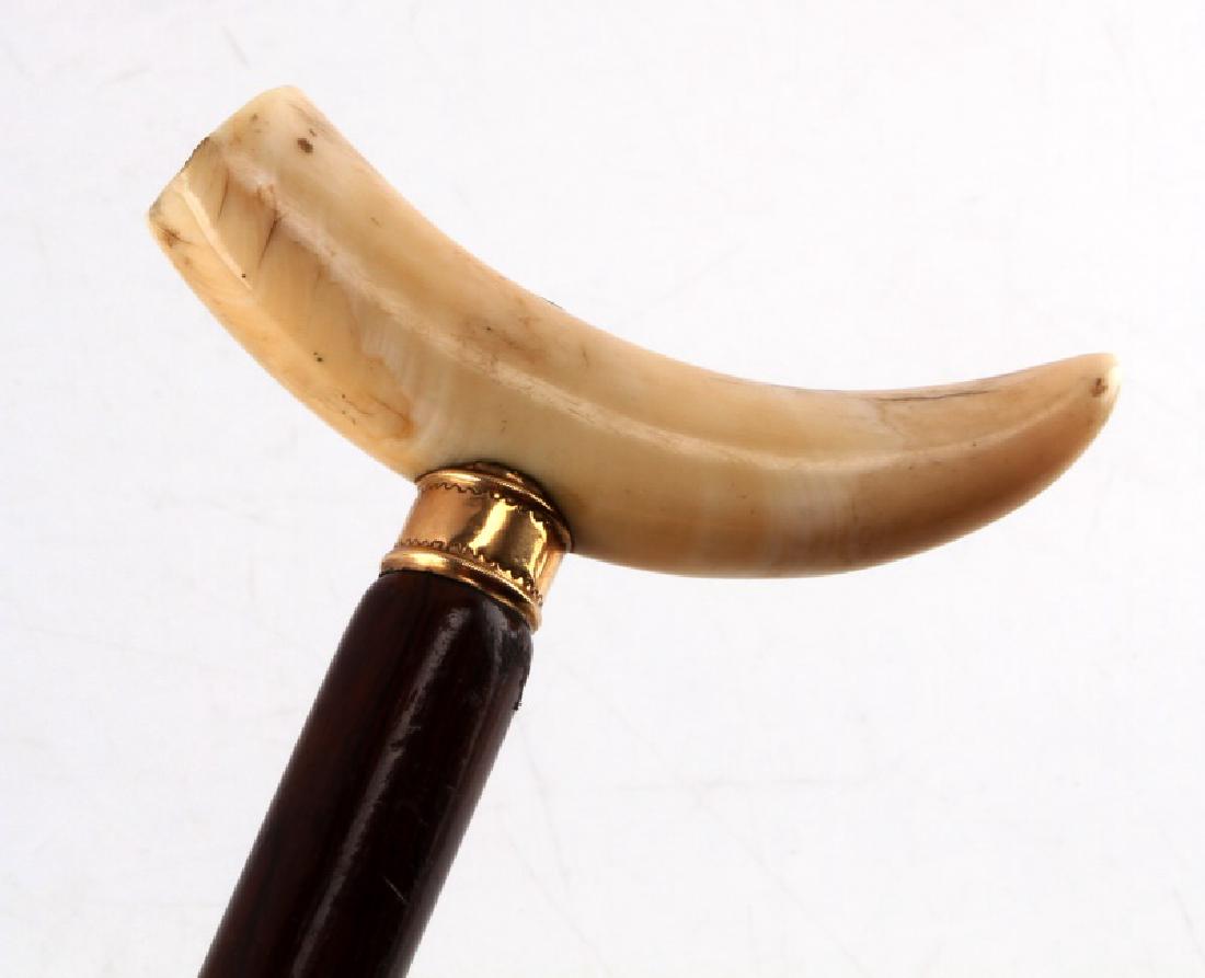 ANTIQUE WHALE TOOTH & GOLD WRAP WALKING STICK: Below tooth is unmarked gold wrap, test for 14 kt, 2.5 inch along the curve non sperm whale tooth originally affixed when cane was made over 100 years old, very fine shaft with original ferrule tip, m
