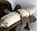 US CAVALRY MCCLELLAN SADDLE WWI ERA 1917 - 5