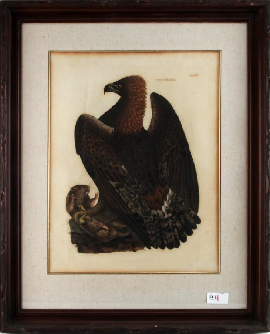 LARGE PRINT FEMALE GOLDEN EAGLE AND RAT IN FRAME: Large print of a female golden eagle with a rat under her talons in a wooden frame. In very good condition with some spots of wear on the frame. Frame measures 30 3/4 inches wide by 37 inches tall. Si