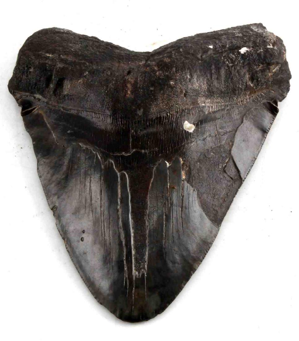 ANCIENT FOSSILIZED MEGALODON SHARK TOOTH: Measurements are 5 3/8 by 4 1/2 inches (13.5 by 11.3cm). In good condition. Megalodon literally "big tooth", thought to have become extinct 1.6 million years ago, largest known member of the shark fam
