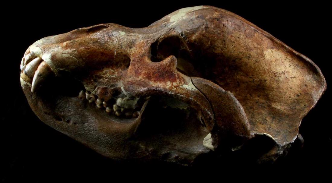 LARGE ROMANIAN CAVE BEAR SKULL NEARLY COMPLETE: Ursus Speleaus skull. One of the largest found, taken from the Karparten Mountains of Romania. Teeth are fully complete. Canines protrude as much as 2 1/2". Measures 20" in length, 12 1/2" in width, a