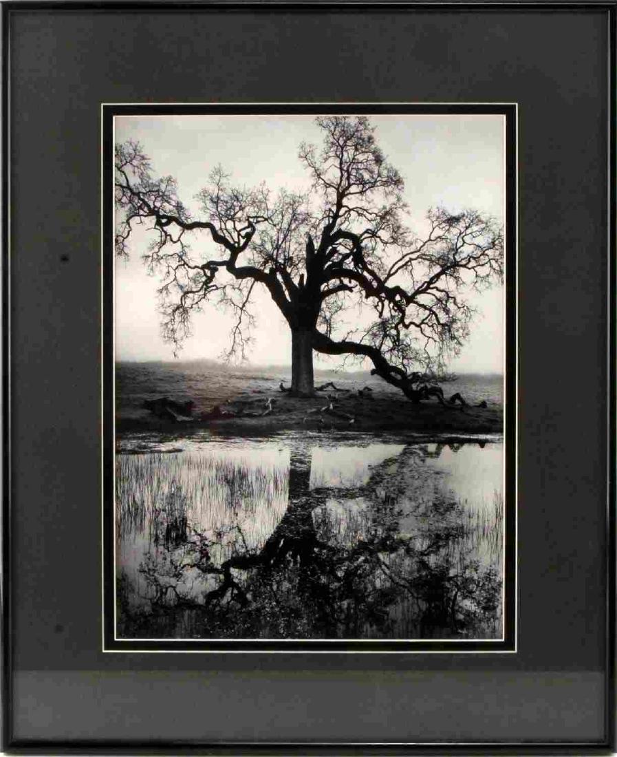 FINE ART PHOTOGRAPH TWIN OAKS BY EDWARD HOLLAND: In excellent condition, framed, measuring 28 by 23 inches.