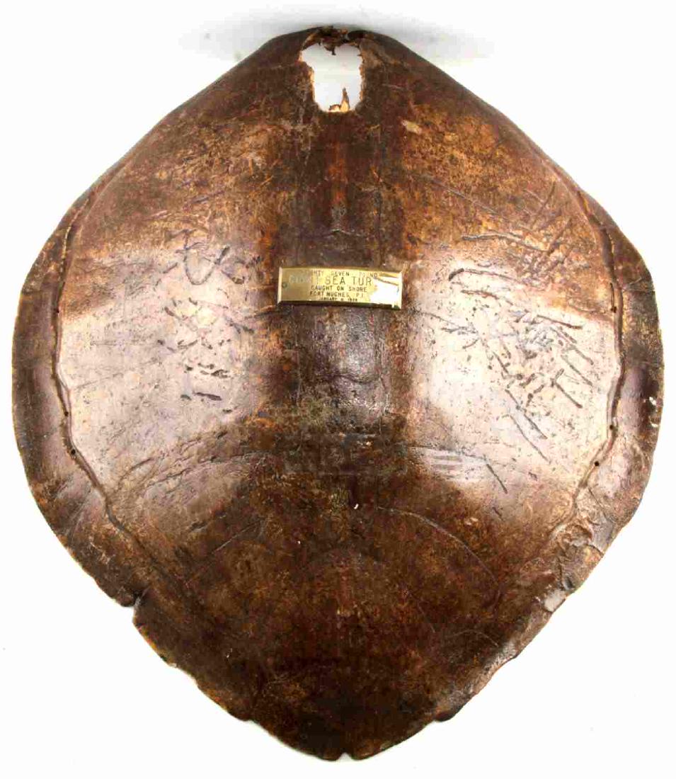 VINTAGE LARGE 87 POUND SEA TURTLE SHELL: Caught in Fort Hughes in the Philippines, this sea turtle weighed 87 pounds. It was caught in 1936. The shell is in good condition and has a brass placard detailing the piece. 1 hole is present near t