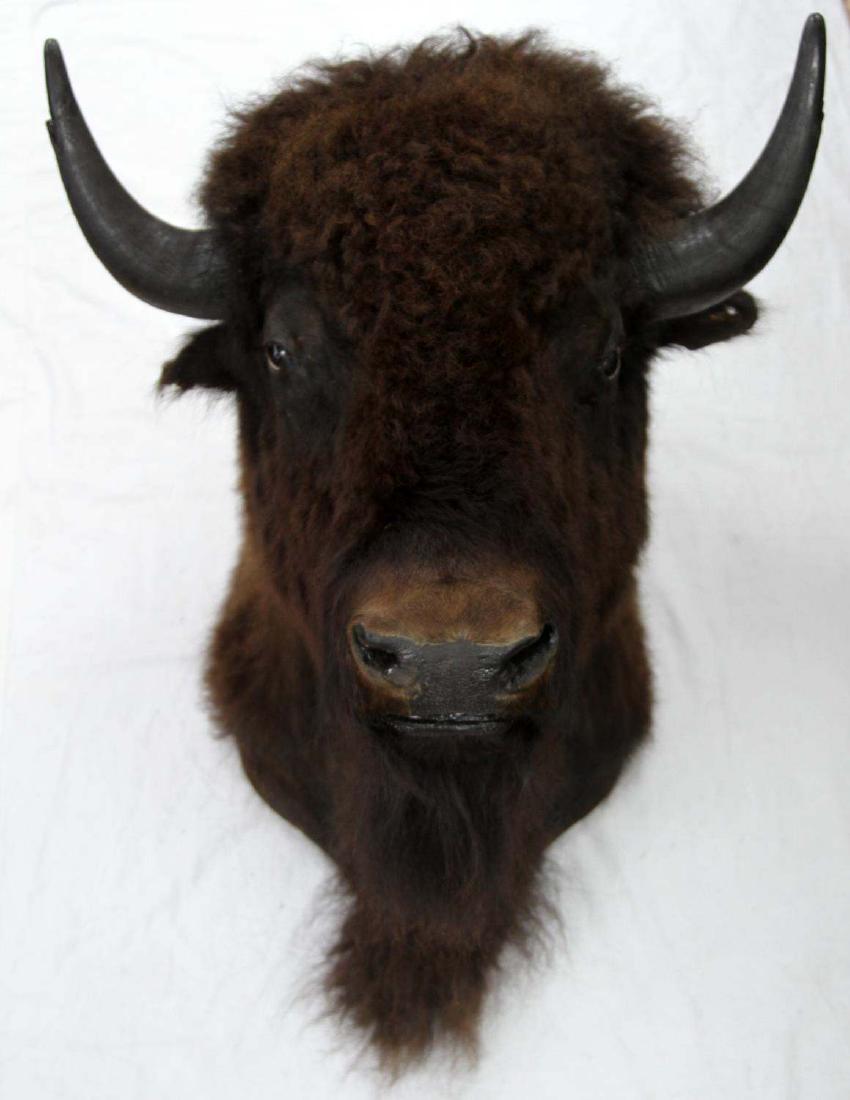 TOP QUALITY BUFFALO FULL SHOULDER MOUNT TAXIDERMY: Very nice, does not shed, measures 27" horn span, 51 inches from nose to top of shoulder, 29 inches nose to lower shoulder, from South Dakota.