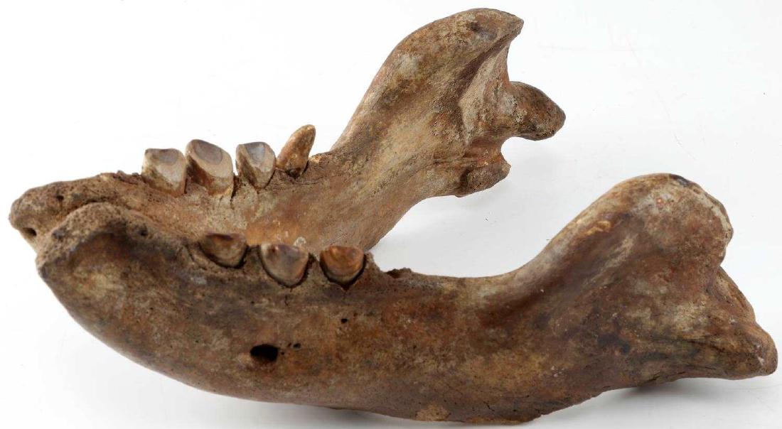 WILD BOAR FOSSIL MANDIBLE JAW TENNESSEE CAVE FIND: Reputedly found outside Bristol Tennessee, heavily worn teeth, large animal jaw is 9 by 8 inches. Most likely belongs to a native species of wild boar / hog.