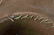 WWI UNITED STATES DOUGHBOY CAMPAIGN HAT - 6
