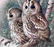 RAYMOND C WATSON COLLOTYPE TAWNY OWL PRINT - 2