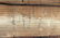 YARD LONG FRAMED PHOTOGRAPH OF CABBAGE ALAMO TX - 8