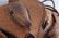 1940'S 1950'S ARMADILLO HAND BAG PURSE - 3