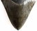 MASSIVE 6.5 INCH MEGALODON SHARK TOOTH FOSSIL - 3
