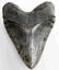 MASSIVE 6.5 INCH MEGALODON SHARK TOOTH FOSSIL - 4