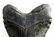 MASSIVE 6.5 INCH MEGALODON SHARK TOOTH FOSSIL - 5