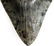 MASSIVE 6.5 INCH MEGALODON SHARK TOOTH FOSSIL - 6