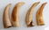 4 ANTIQUE ORCA WHALE TOOTH SCRIMSHAW LOT