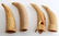 4 ANTIQUE ORCA WHALE TOOTH SCRIMSHAW LOT - 6