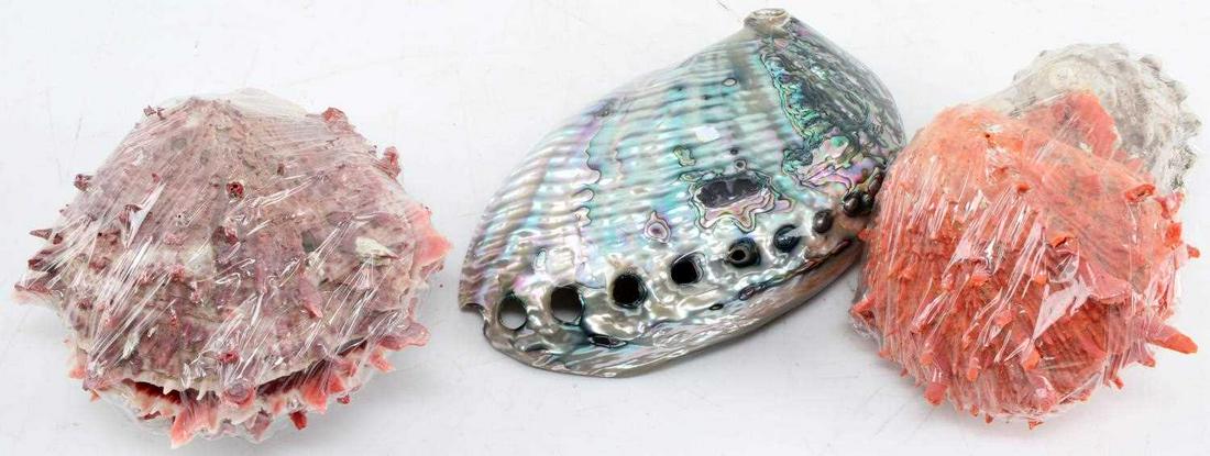 ABALONE CONCH AND CLAM SEA SHELL LOT OF FOUR: Abalone, Conch and Clam sea shell lot of seven. Two red clams are present and in good condition, Abalone shell is in very good condition as well as the conch. Abalone measures 7x4.6 inches. Clams meas