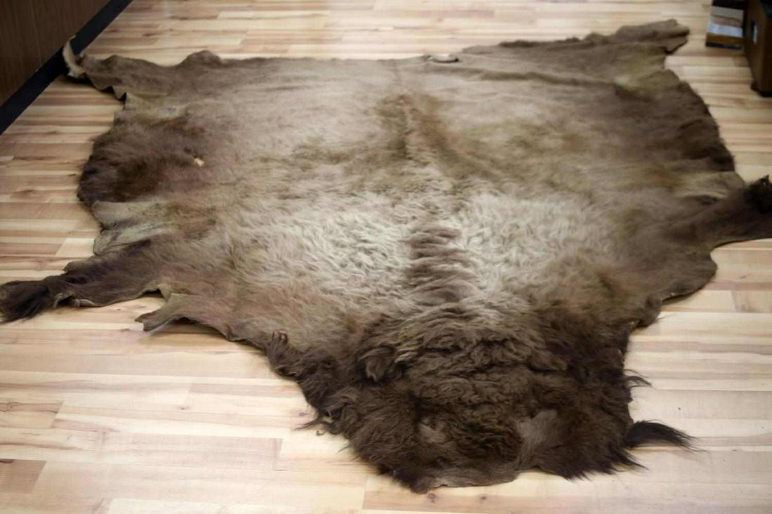 LIGHT MEDIUM BROWN BUFFALO HIDE RUG 86 X 83 INCH: Light/medium brown, tanned, buffalo hide rug from fall kill presumably dating back to 1980s. Hair is intact. "Warren Graves" is engraved on backside of hide, along with stamped green-colored "350". Wa