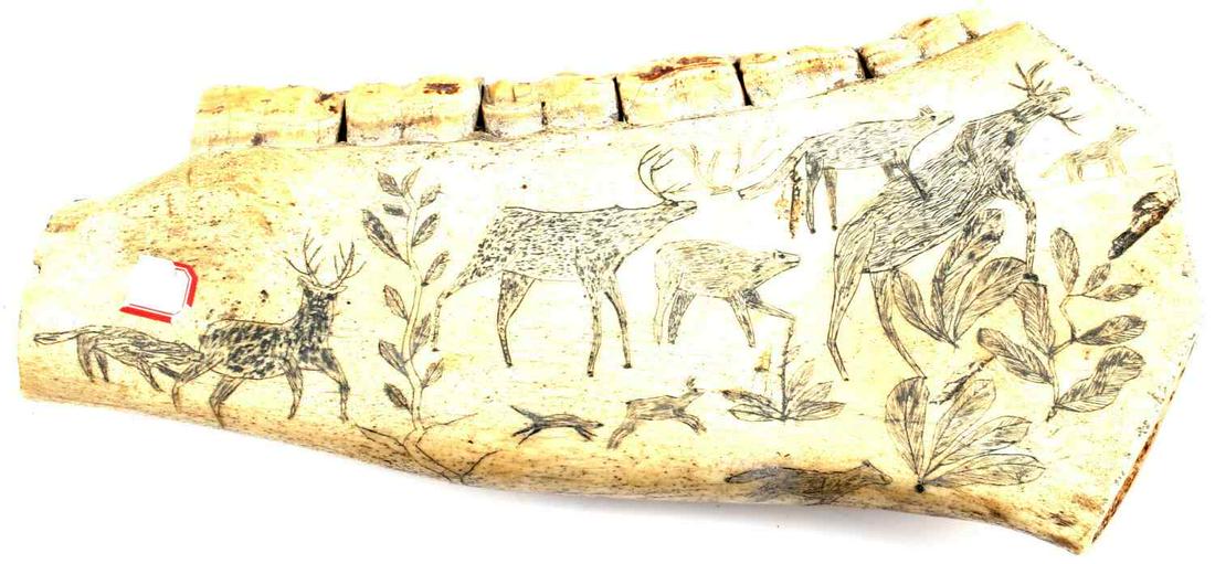INUIT MANDIBLE SCRIMSHAW OF VARIOUS ANIMALS: Unidentified mandible of large animal. Scrimshaw of various animals including fish, birds, whales, seals, moose and more. In very good condition. Measures approximately 10.25 inches by 4 inches.