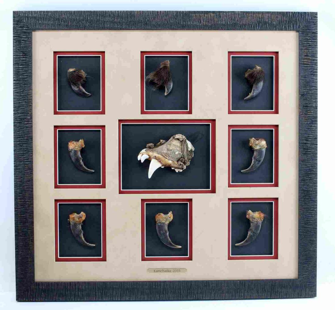 FRAMED SET OF EIGHT GRIZZLY BEAR CLAWS & PART JAW: Right portion of upper jaw with 4 teeth attached. Eight claws. Some with remnants of fur still attached. From Kamchatka. Piece measures 26.75 inches by 25.25 inches.