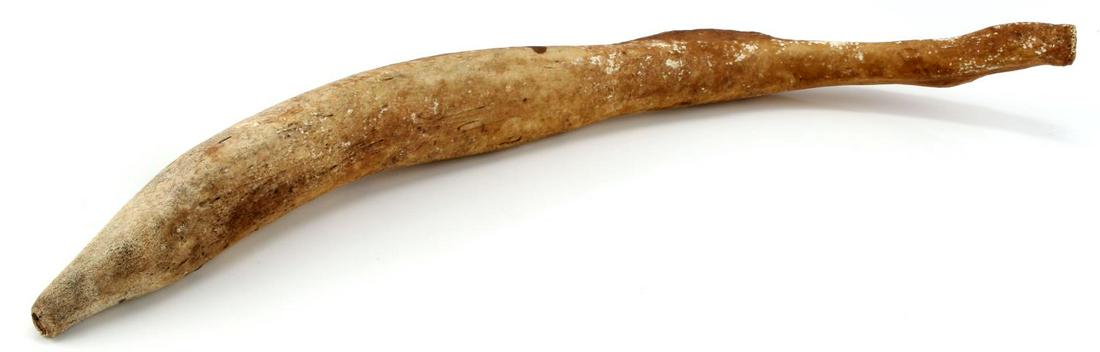 FOSSIL EXCAVATED WALRUS OOSIK PENIS BACULUM: Unpolished as found 17.5 inches,