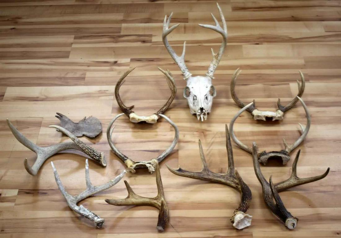NORTH AMERICAN WHITE TAIL DEER ANTLER & SKULL LOT: Various lengths widths and points. Skull measures nose to antler is 8 inches.