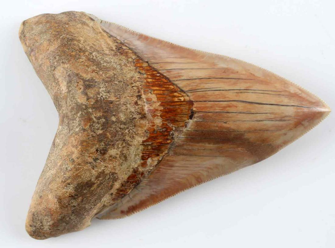 5 INCH FOSSIL MEGALODON SHARK TOOTH COMPLETE: Free of repairs and damage, measured from left lobe along serrations to tip. very good original condition. Java, Indonesia provenance.