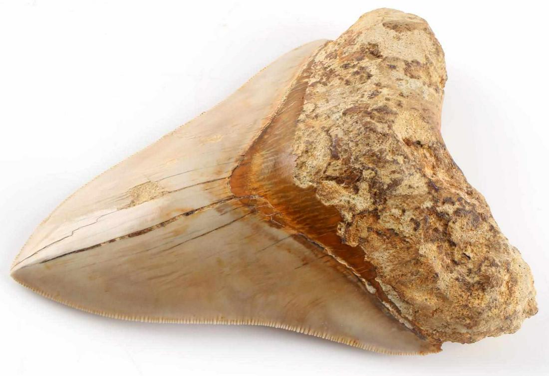 5 INCH FOSSIL MEGALODON SHARK TOOTH: Chips and cracks to labial and lingual sides. Free of repairs and damage, measured from left lobe along serrations to tip. Very good original condition. Java, Indonesia provenance.