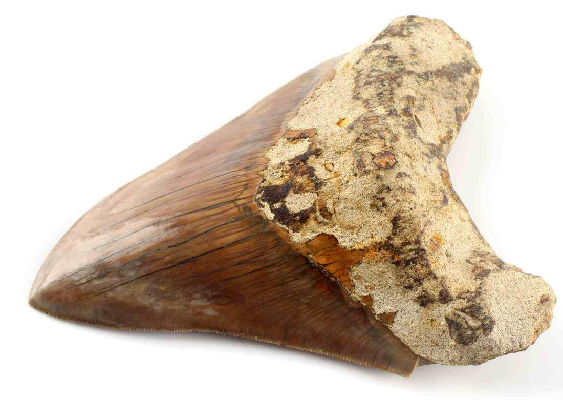 5 INCH FOSSIL MEGALODON SHARK TOOTH: Free of repairs and damage, measured from left lobe along serrations to tip. Very good original condition. Java, Indonesia provenance.